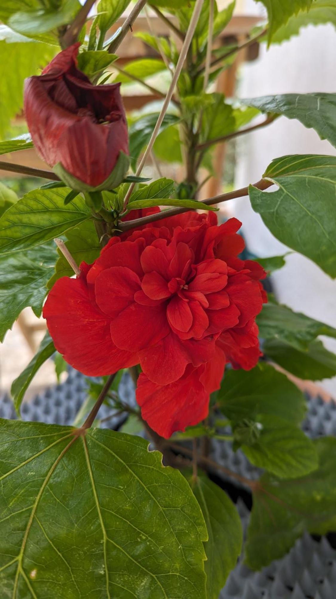 סקופלוס טאון The Botanist Guesthouse מראה חיצוני תמונה