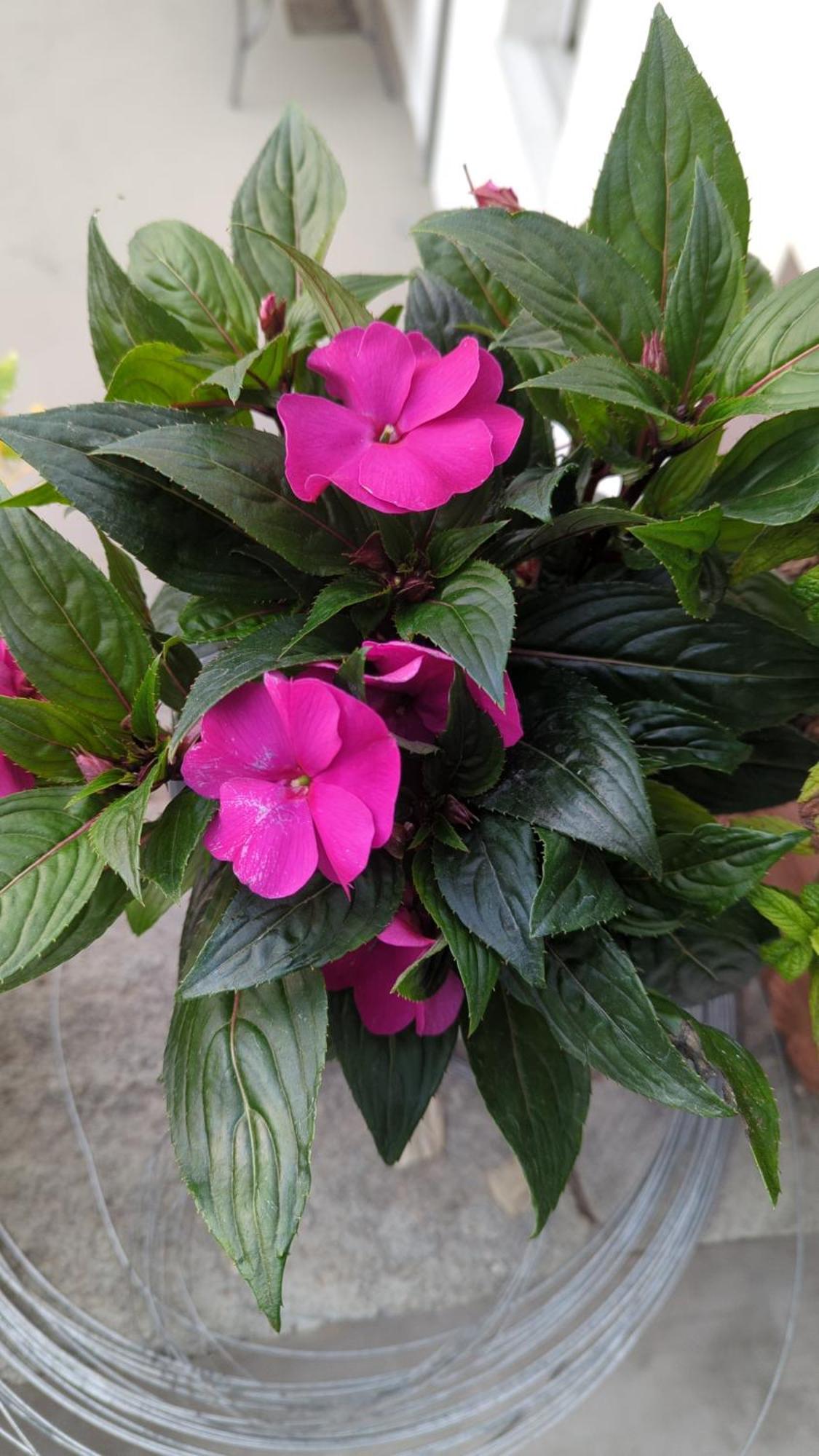 סקופלוס טאון The Botanist Guesthouse מראה חיצוני תמונה