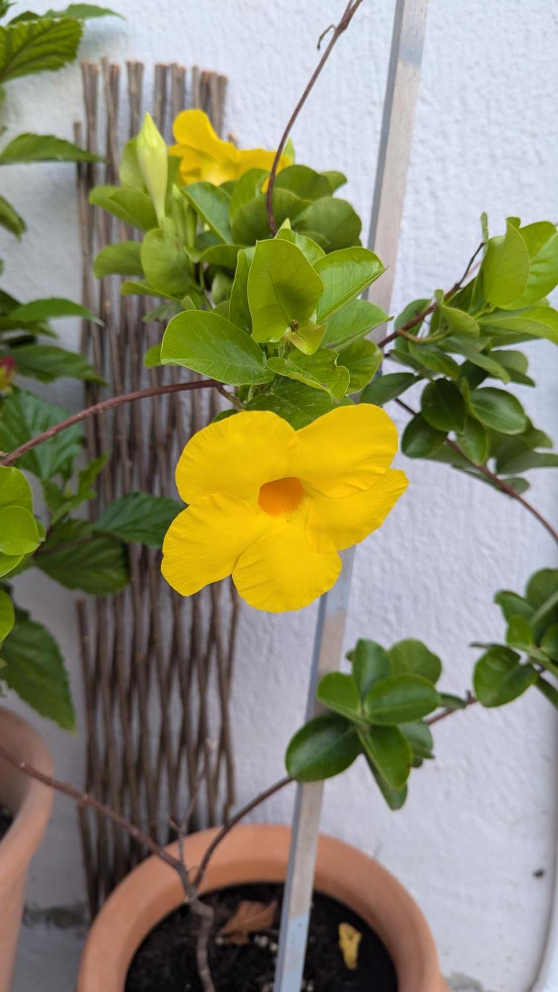 סקופלוס טאון The Botanist Guesthouse מראה חיצוני תמונה