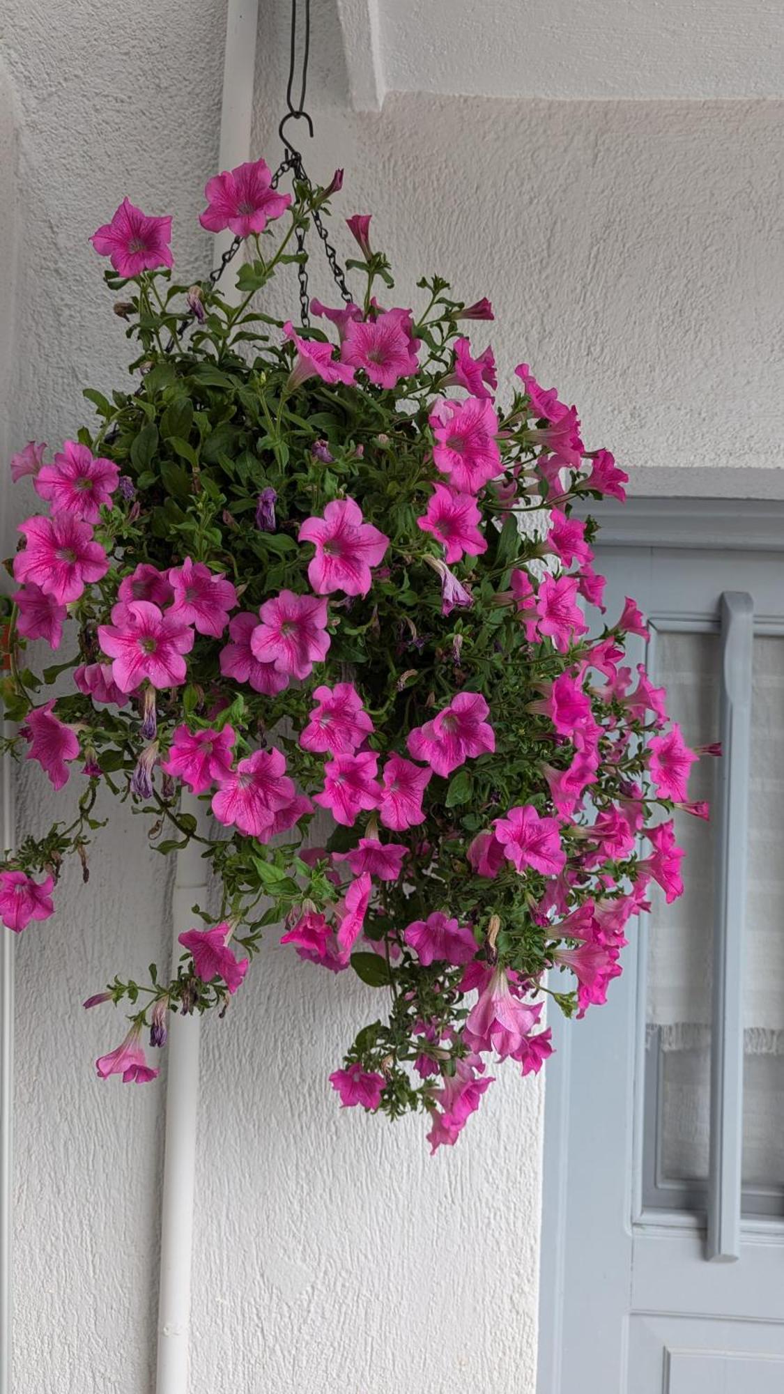 סקופלוס טאון The Botanist Guesthouse מראה חיצוני תמונה