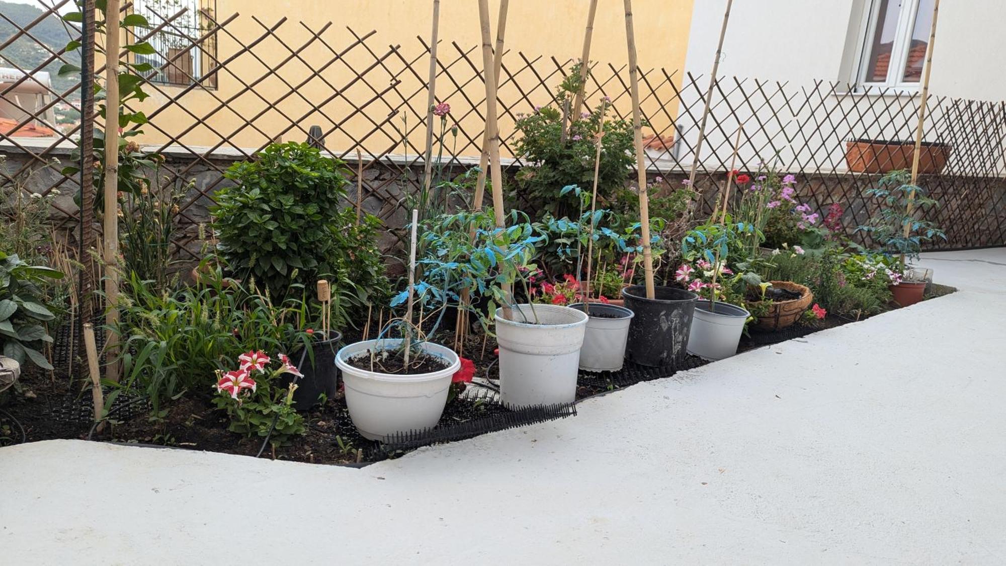 סקופלוס טאון The Botanist Guesthouse מראה חיצוני תמונה
