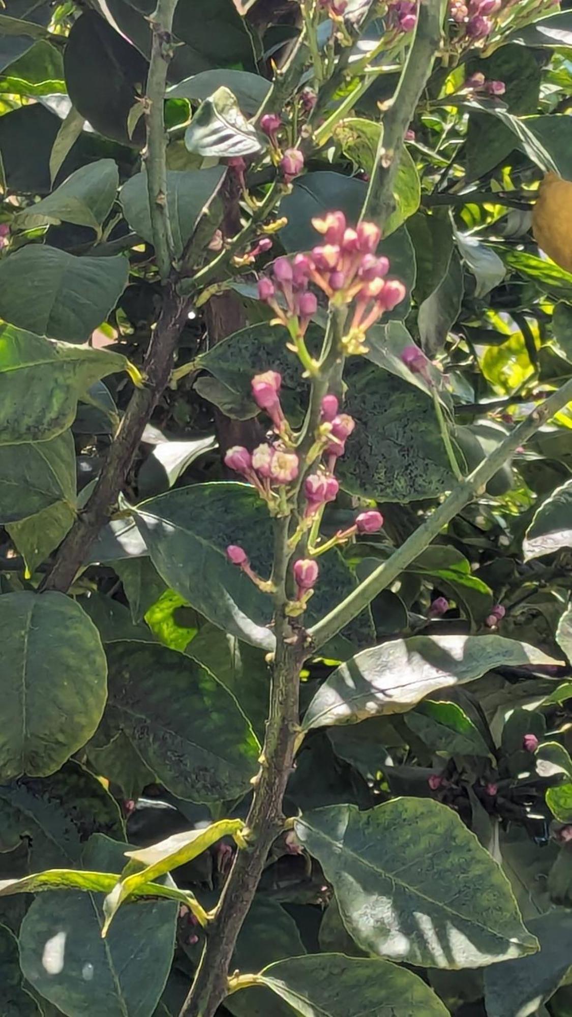 סקופלוס טאון The Botanist Guesthouse מראה חיצוני תמונה