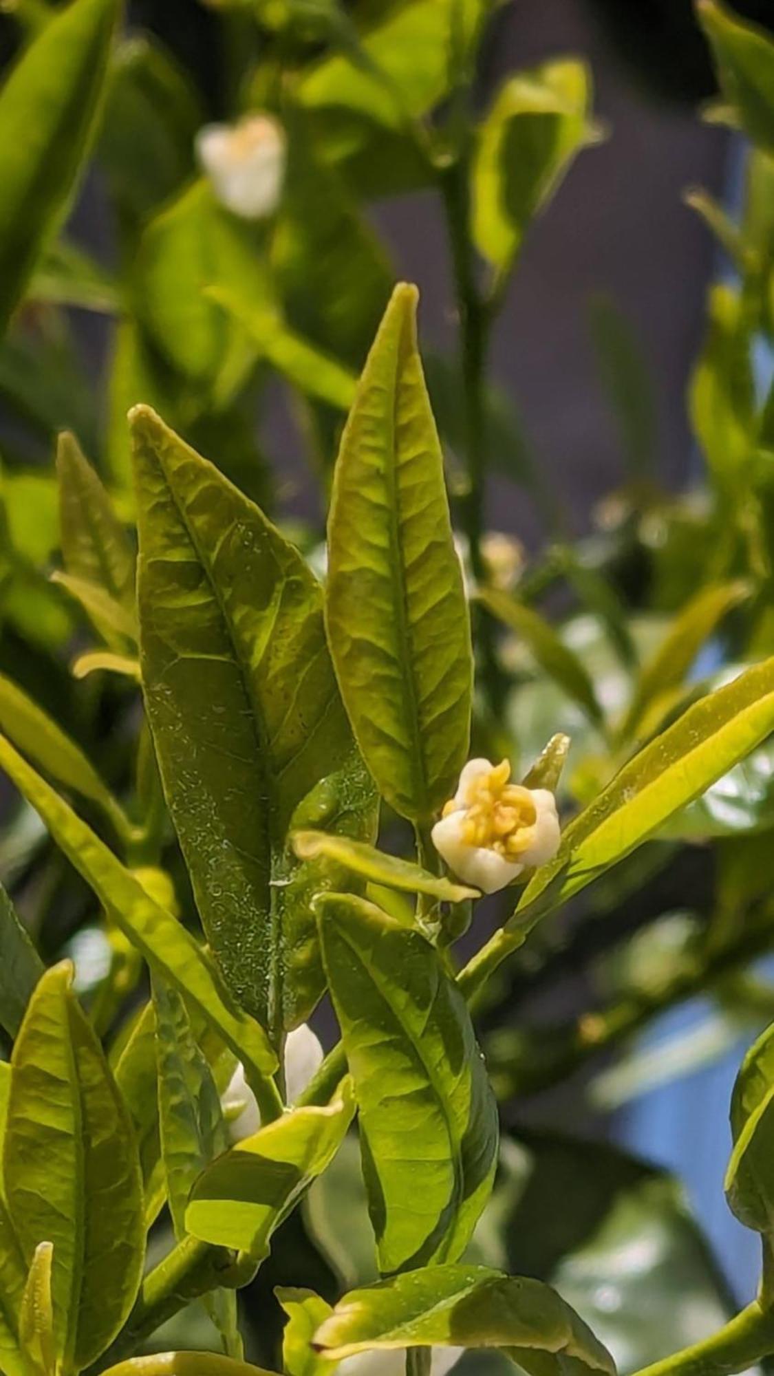 סקופלוס טאון The Botanist Guesthouse מראה חיצוני תמונה