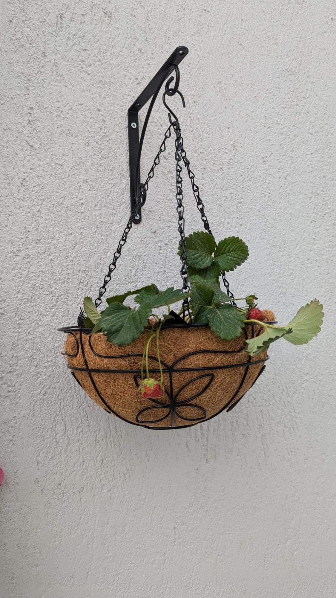 סקופלוס טאון The Botanist Guesthouse מראה חיצוני תמונה