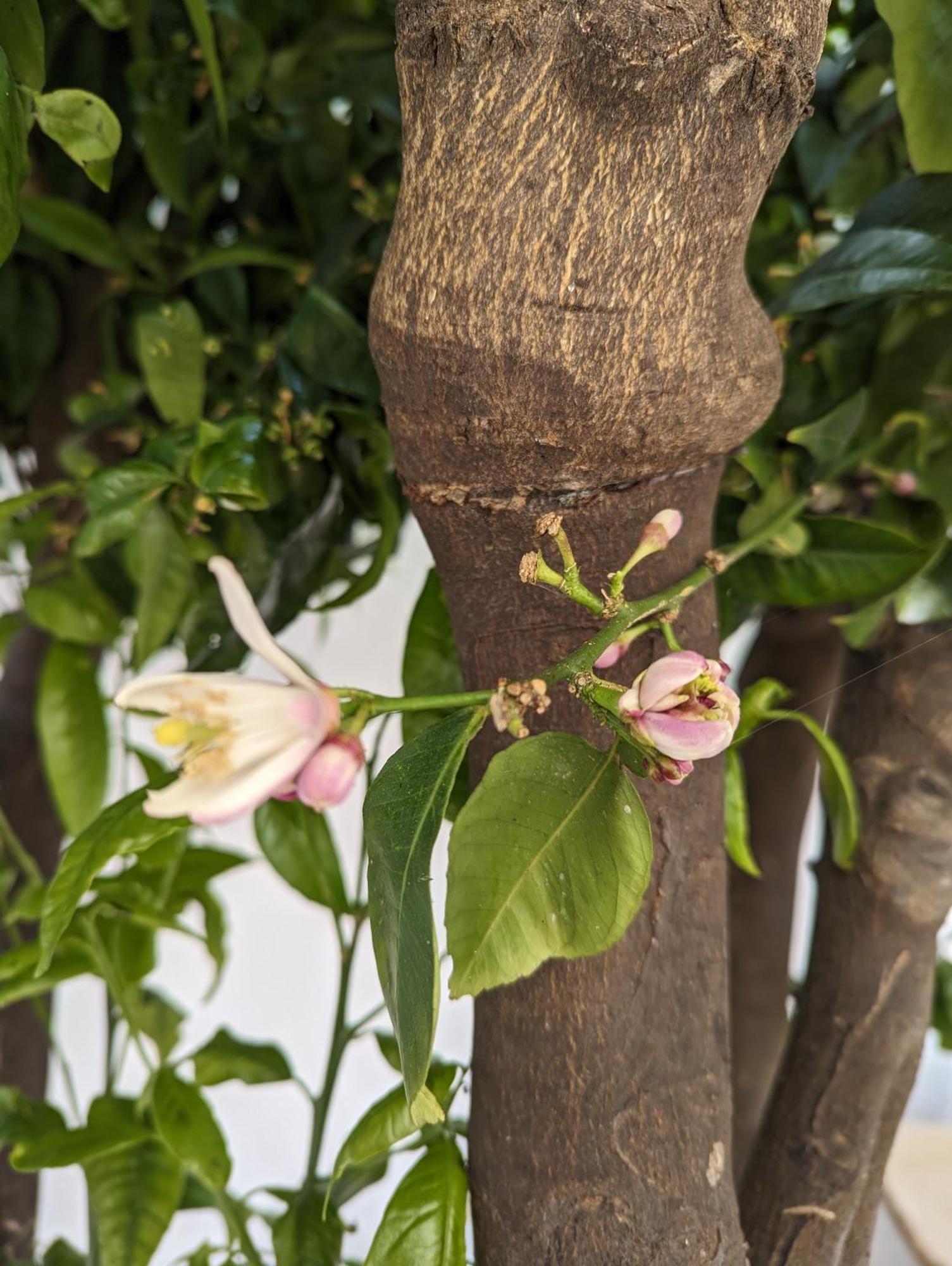 סקופלוס טאון The Botanist Guesthouse מראה חיצוני תמונה
