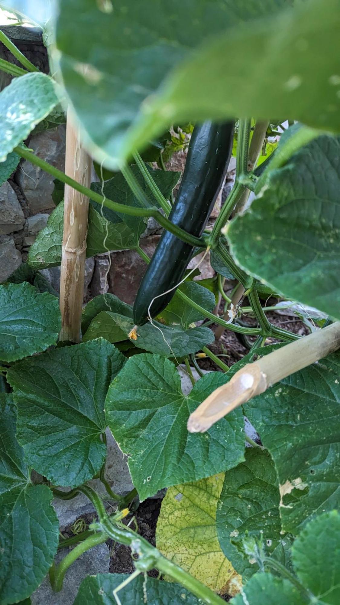 סקופלוס טאון The Botanist Guesthouse מראה חיצוני תמונה