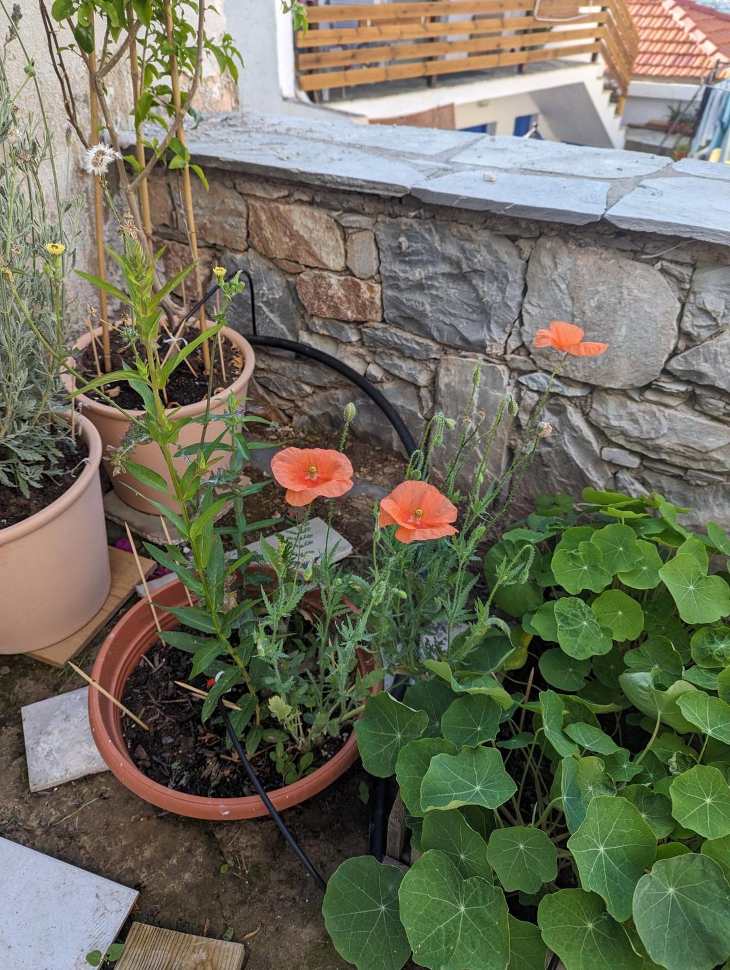 סקופלוס טאון The Botanist Guesthouse מראה חיצוני תמונה