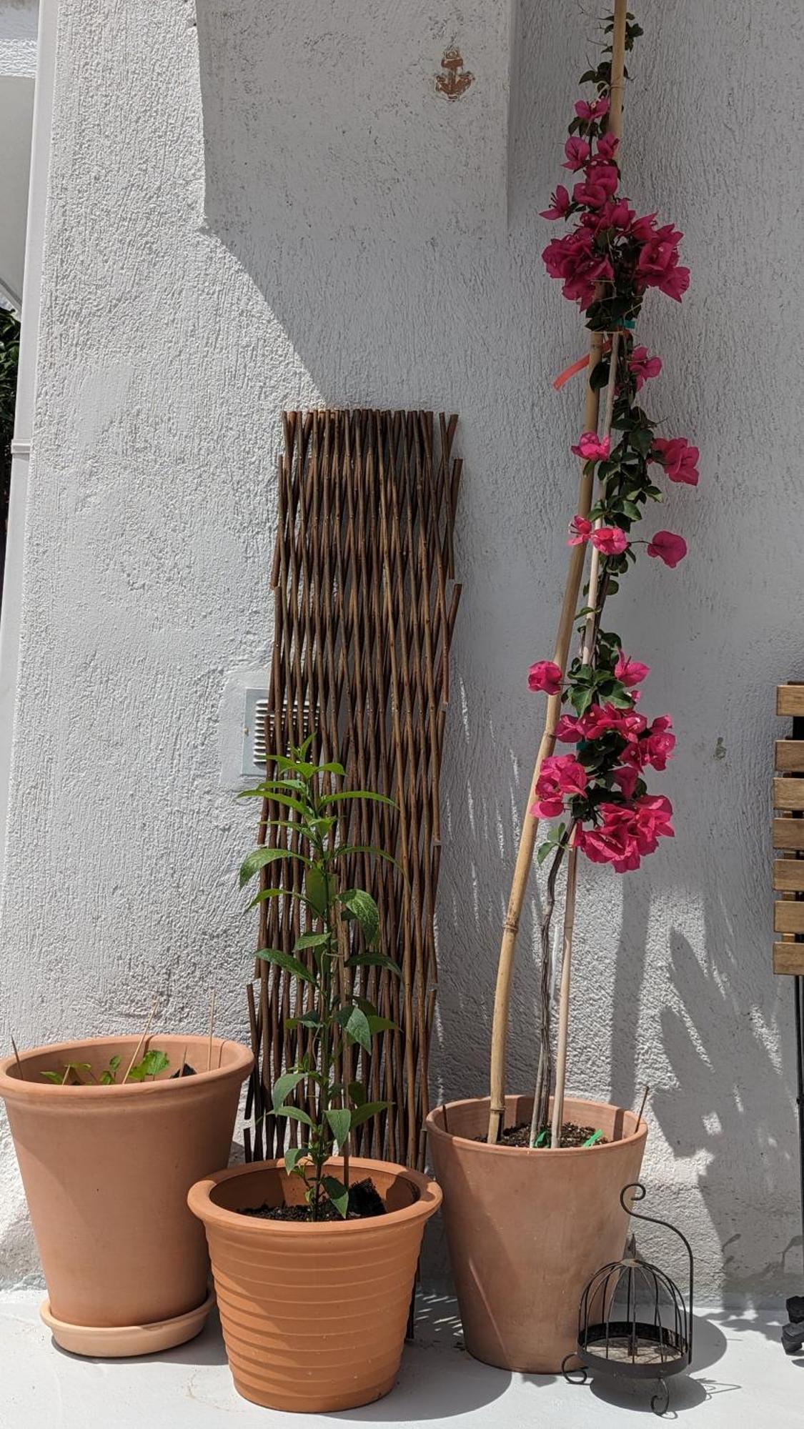 סקופלוס טאון The Botanist Guesthouse מראה חיצוני תמונה