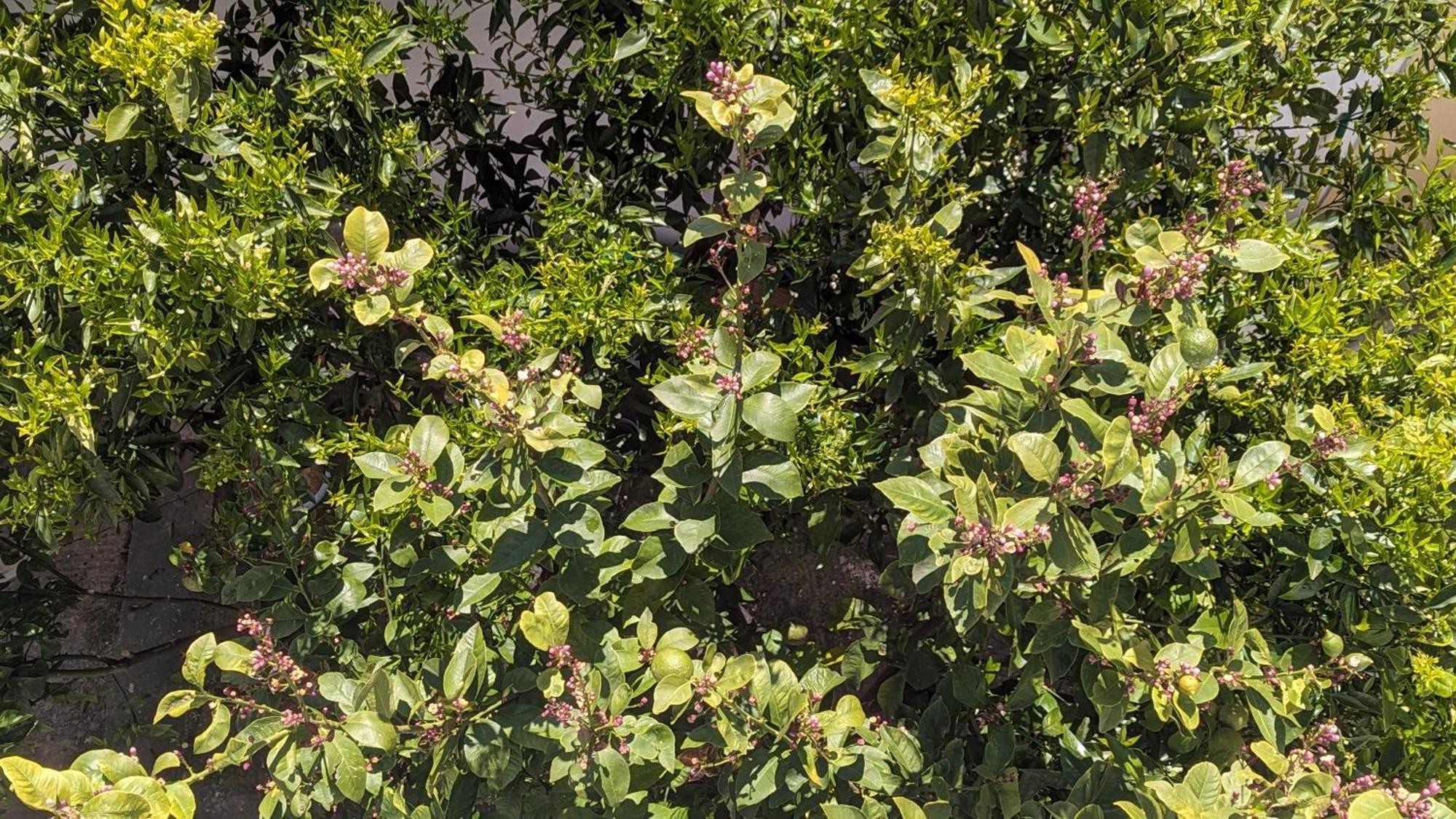 סקופלוס טאון The Botanist Guesthouse מראה חיצוני תמונה