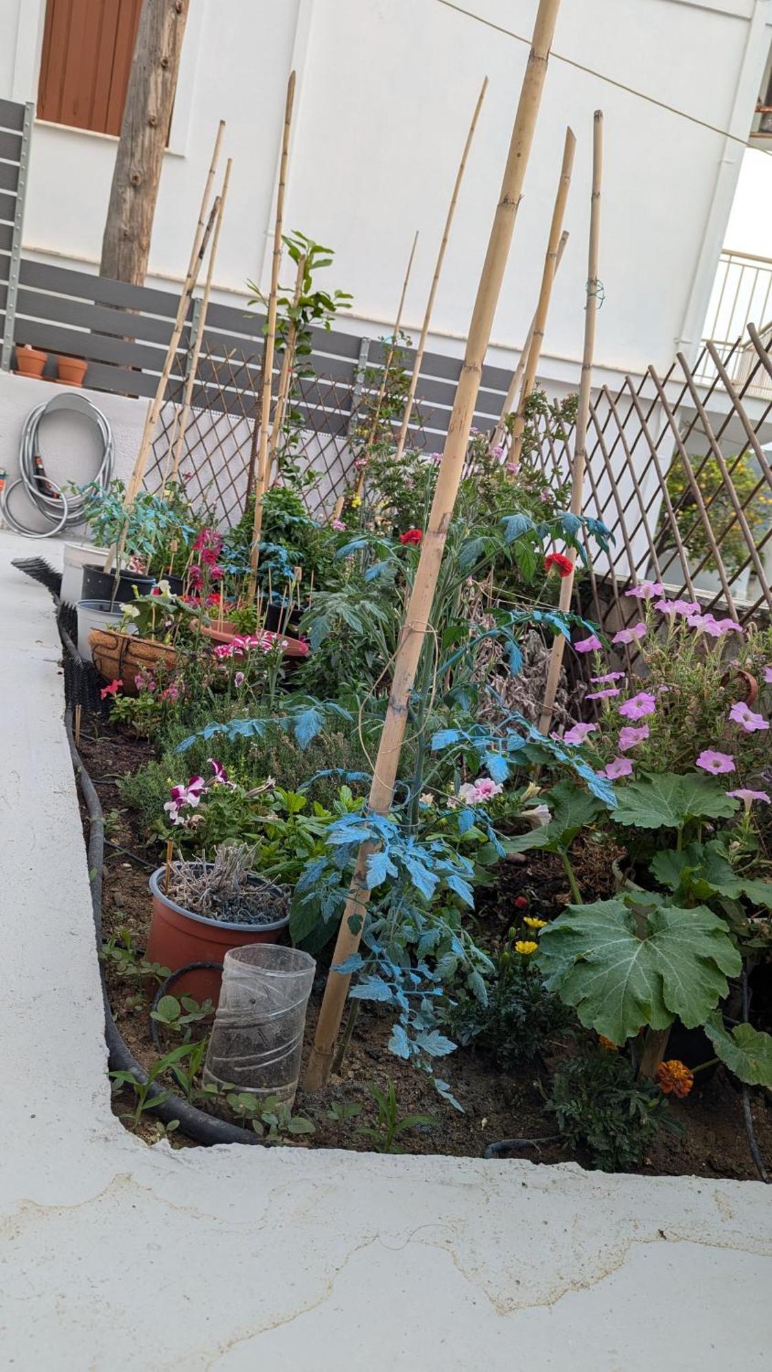 סקופלוס טאון The Botanist Guesthouse מראה חיצוני תמונה